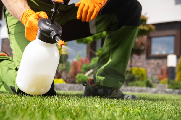 Wasp Removal Services in Minooka, IL